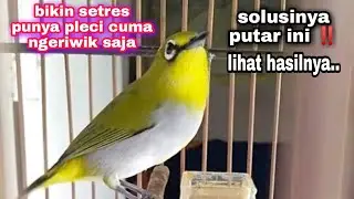 Pleci Buxtoni Ngalas Ngotot Efektif Buat Pancingan Pleci Yang Bunyi Cuma ngeriwik Langsung Bukpar