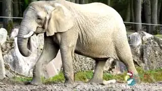 [Thoiry et Actu'Zoo] Episode 1 ! Session de training pour les &eacute;l&eacute;phants