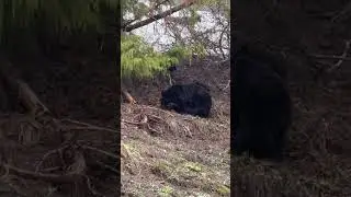 Encountering a Black Bear in Olympic NP! 🐻 #nature #mountains #bear #new #shortsfeed #shorts #viral