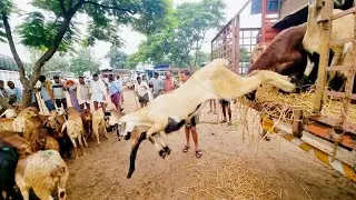 Pebbair sheep market