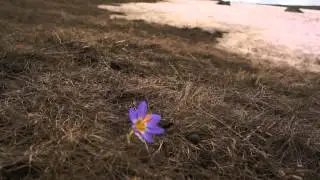 Crocus biflorus 1