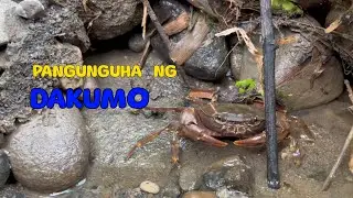 Pangunguha ng Dakumo o Kappi