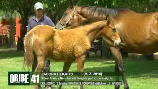 41 ZADORA HEIGHTS