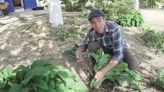 Usos pocos conocidos de la Consuelda, imprescindible en la huerta ecológica.