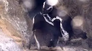 Social Penguins