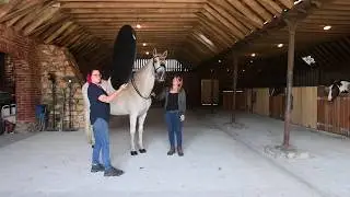 Introducing a horse to off camera flash