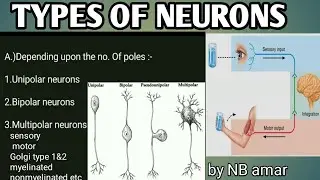 Types of neurons in hindi| classification of neurons | neuron| unipolar bipolar sensory motor neuron