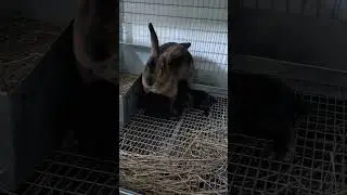 Rex Rabbit Mama nurses her 5 Silver Fox Cross bunnies
