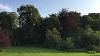 Birds at dusk