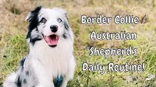 My CRAZY Dog&rsquo;s Daily Exercise Routine! (Border Aussie)