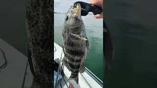Great fishing right outside of shelter island launch #sandiego #solo-skiff