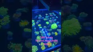 #aquashella #sbbcorals #reeflife #marineaquarium #saltwateraquariums