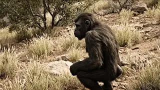 Von Affe zu Mensch Homo habilis und der Beginn der Evolution