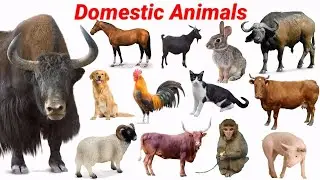 Animals Name with Sounds Effect | Cow, Dog, Yak, Sheep | Domestic Animals Name | Cow Video| #animals
