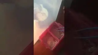 Nicholas și agama cu barba ep 2( cu ce se hrănește agama)
