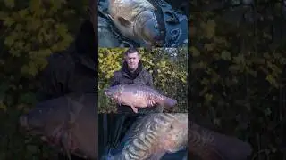 Огромный зеркальный карп пойман на водоеме Коттингтон!! #карповаярыбалка #рыбалка #карп #рыбалка