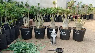 Adenium Arabicum Plant #adenium #adeniumlover #ridvigardeningpets