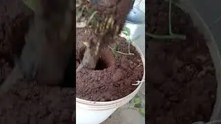 preparando muda de caj&aacute; manga atrav&eacute;s da alporquia. #alporquia .