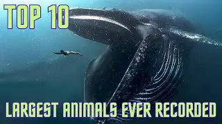 Top 10 Largest Animals Ever Recorded