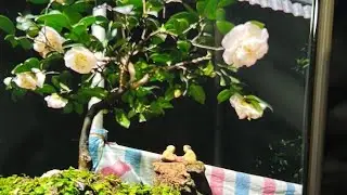 Hoa trà my cổ trưng bày Tết mời các bác sưu tầm 0349581888  lan rừng giá rẻ.lan rừng.hoa trà my 