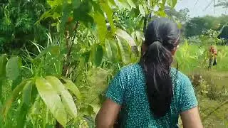 আমার ছোট ভাইয়ের জমিতে ঘাসে ভরে গেছে