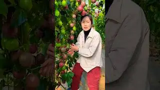 Beautiful natural landscape passion fruit farm and rural farming life #fruit #trending #satisfying