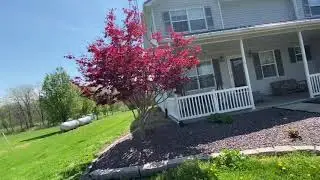 Japanese Maple Full Grown - Spring Time Colors (Emperor Japanese Maple)