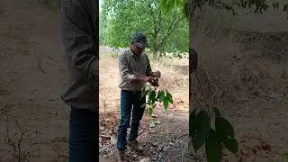 Jamun, best medicine against diabetes. Consume it and spread the knowledge. #traditionalmethods