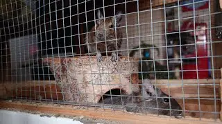 🇵🇱🇩🇪🇬🇧 Rodents at Home LIVE relax 1 // Koszatniczki w domu NA ŻYWO odpoczynek 1 - 2026