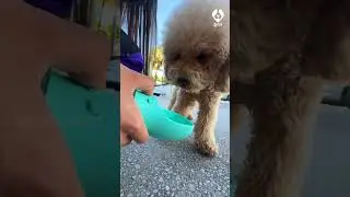 URINARY INFECTION IN DOGS | GAS DOG FOOD #urinaryissues