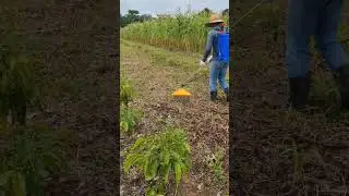 Passando herbicida : Chap&eacute;u de Napole&atilde;o #agricultura #shorts #herbicida #madeinro&ccedil;a