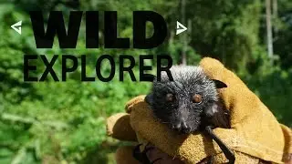 Wild Explorer - Fruit Bats