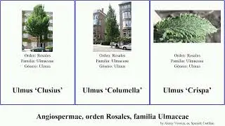 Angiospermae, orden Rosales, familia Ulmaceae ulmus morton van blanco mexicana americano europeo