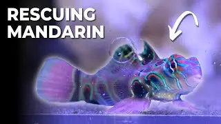 Rescuing Malnourished Green Spotted Mandarin Fish (It didn't end well) | Blue Reef Tank