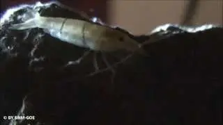 Australatya obscura ( Bamboo Shrimp )