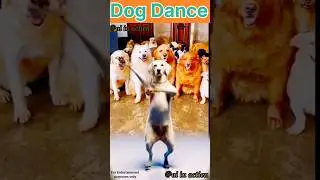 Dog's Funny Dancing Ai Video #shorts #aivideo #aiinaction #funnyvideo