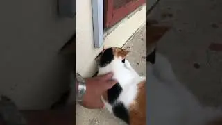 Funny cat#shortvideo #youtubeshorts #viral #my #brunei #mybestie