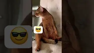 3 ha ha ha 😅 Smart cat 🐱 Abyssinian cat 🐈 #shorts cat #catsshorts #shorts