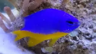 IKAN HIAS LAUT MUDAH DIPELIHARA !!!