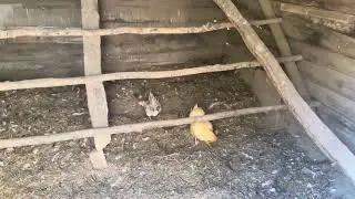 Посещение музея &laquo;Горная ферма&raquo; в горах Смоки-Маунтинс