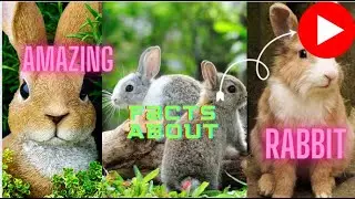Animal Discovery: 