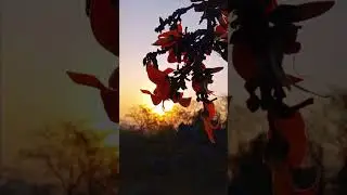 #Jharkhand flower 💐#jharkhand sunset view #youtubeshorts #beautful #ytshorts #villagelife #travel