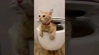 РЫЖИЙ ДэМОН&hellip;ЧУТЬ не УТОПИЛ САМ СЕБЯ в УНИТАЗЕ #cat #shorts #shortvideo #юмор #pitbull