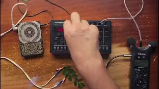 Plant Music 02