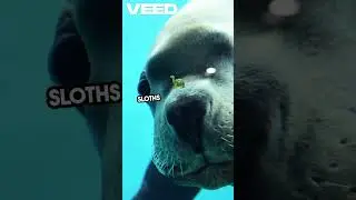 Sloths vs Dolphins &ndash; Breath Holding Champion! 🦥🐬#AnimalShowdown #BreathHolding #DidYouKnow