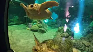 SeaWorld San Diego NEWLY-RENOVATED Turtle Reef Walkthrough
