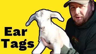 How To Ear Tag Baby Goat Kids
