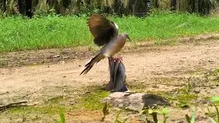 Pikat tekukur pesom memang mantap