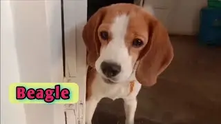 beagle dog 🐶🐕 || funny activity