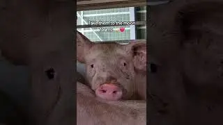 Animal Rescue during vigils | Take them to the moon for me | Inside Out